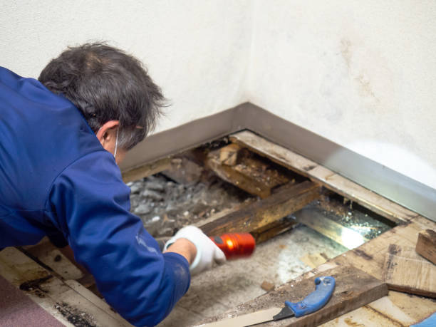 Best Water Damage Restoration  in Groveton, VA