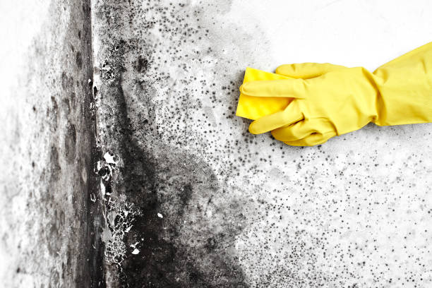 Best Mold Cleaning Services  in Groveton, VA