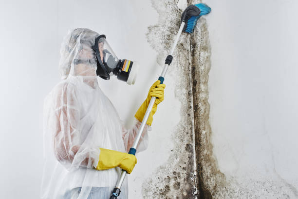 Best Attic Mold Removal  in Groveton, VA