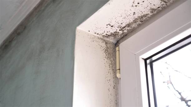 Best Emergency Mold Removal  in Groveton, VA