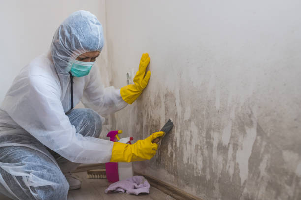 Trusted Groveton, VA Mold Removal Experts