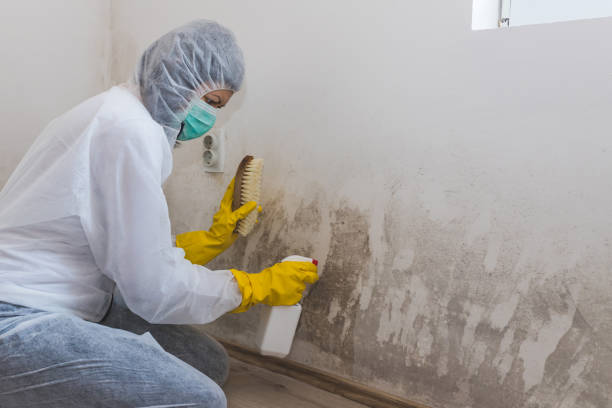 Best Mold Removal Company Near Me  in Groveton, VA