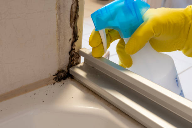 Best Commercial Mold Removal  in Groveton, VA