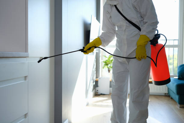 Best Mold Damage Repair  in Groveton, VA