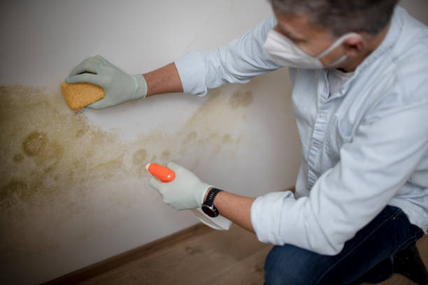 Best Best Mold Removal Companies  in Groveton, VA