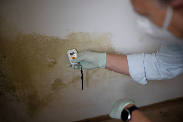 Best Toxic Mold Removal  in Groveton, VA