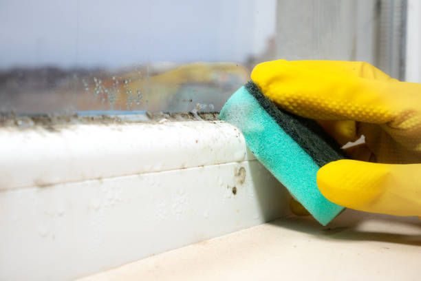 Best Mold Removal Near Me  in Groveton, VA