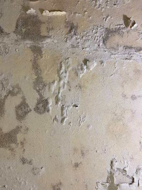 Home Mold Removal in Groveton, VA