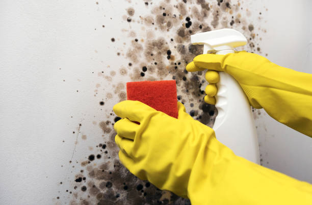 Best Mold Testing  in Groveton, VA