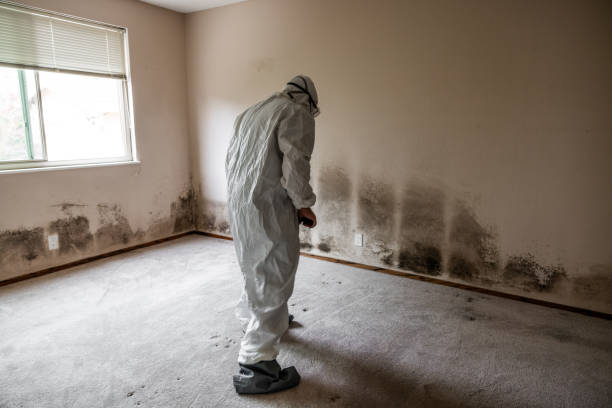 Certified Mold Removal in Groveton, VA