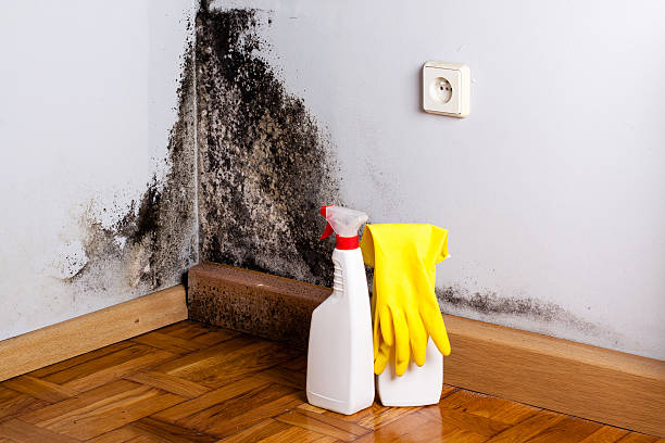 Best Attic Mold Removal  in Groveton, VA