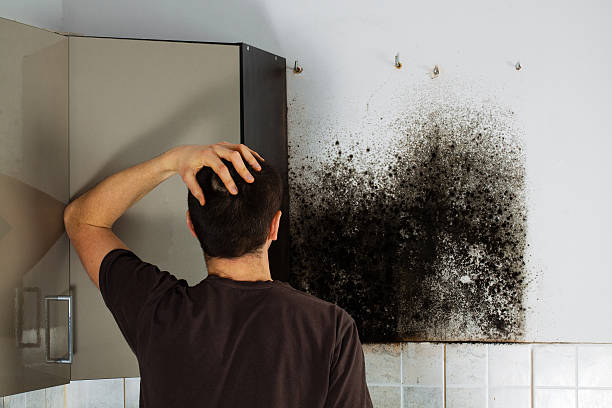 Best Black Mold Removal  in Groveton, VA