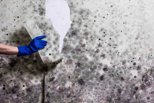 Best Professional Mold Removal  in Groveton, VA