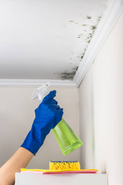 Best Fast Mold Removal  in Groveton, VA